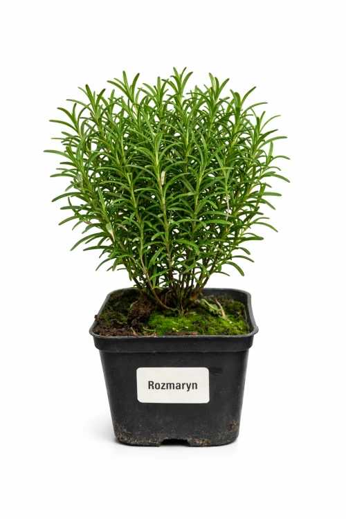 rozmaryn.png