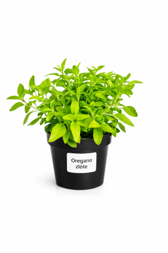 Granatowy oregano w doniczce.png