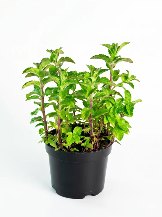 mieta-cytrynowa-slodka-doniczka-aledeska.png